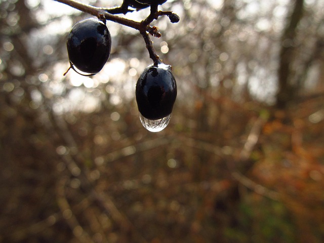 Free Raindrop Fruit photo and picture