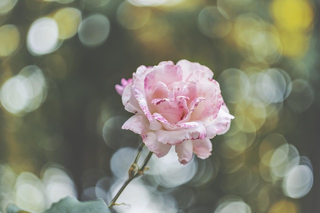 Free Flowers Rose photo and picture