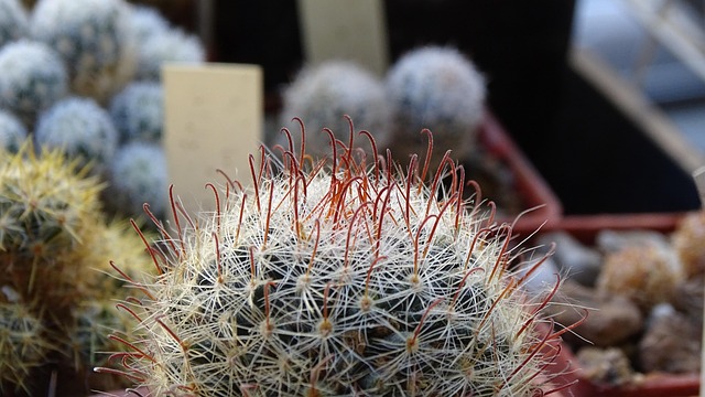 Free Cactus Home Garden photo and picture