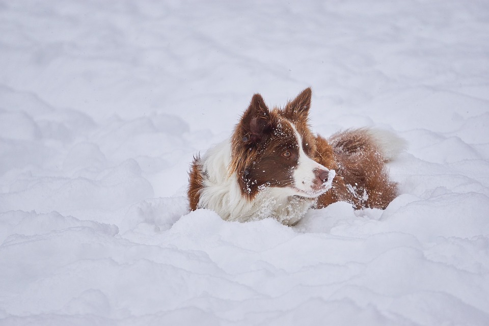 Border Collie Winter British Free photo on Pixabay