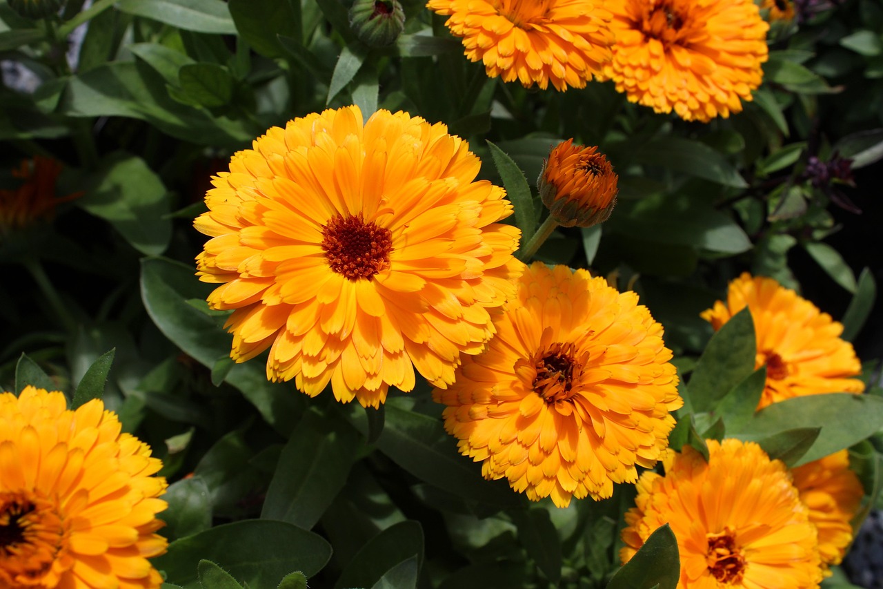 50 000 Free Calendula Flower Calendula Images Pixabay