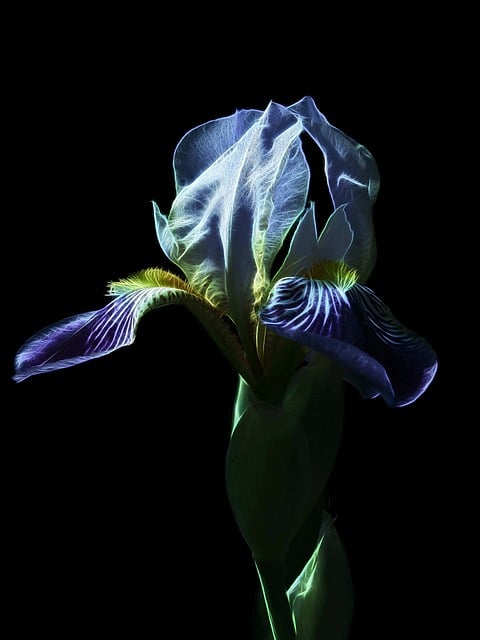 Skægget Iris, Medium-Høj Skæg Iris, Iris