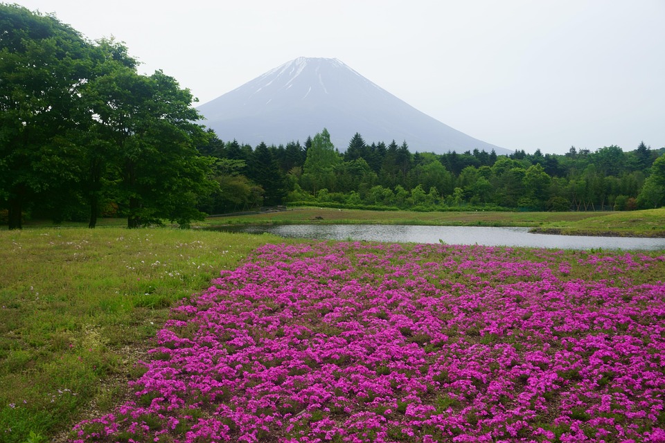 Cor Rosa Fugi Monte Fuji Flores Cor De Rosa Lago - Foto gratuita no Pixabay - Pixabay