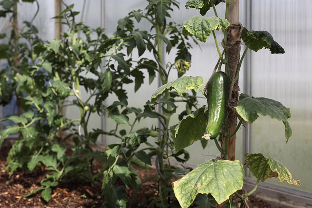 Free Cucumber Vegetables photo and picture