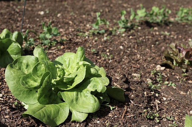 Free Salad Vegetables photo and picture