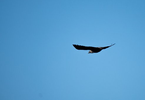 Free Crow Black Crow photo and picture