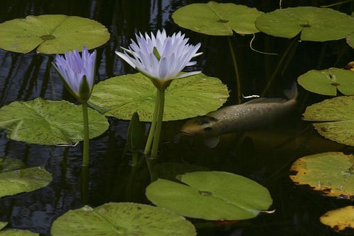 Free Koi Pond photo and picture