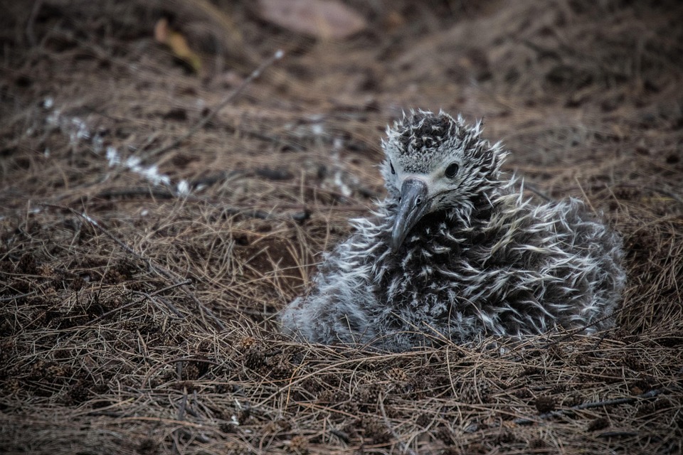 Albatros Anak Ayam Sarang Foto Gratis Di Pixabay