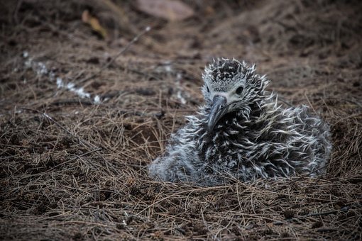 Free Albatross Chick photo and picture