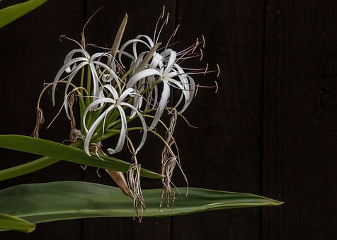 Free Design Flower photo and picture