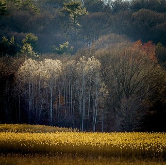 Free Field Tree photo and picture