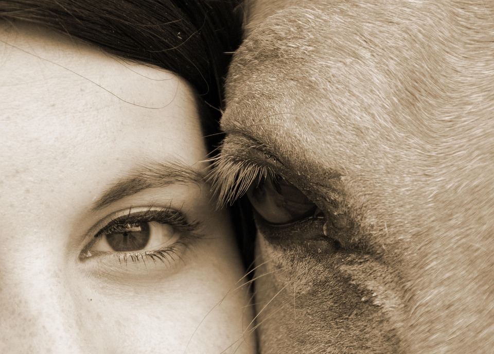 Cheval Humain Relation Amicale - Photo gratuite sur Pixabay