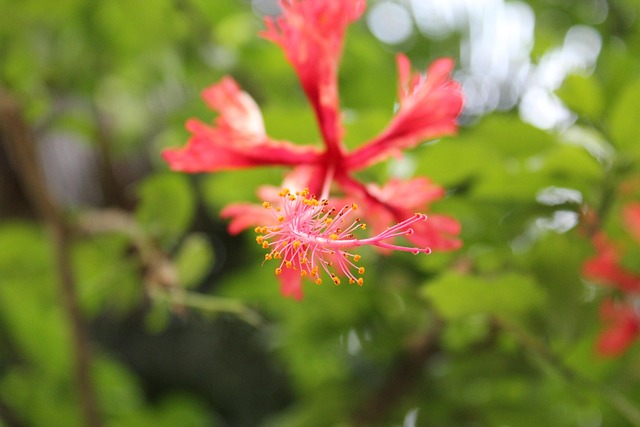 Free Flower Laptop Wallpaper photo and picture