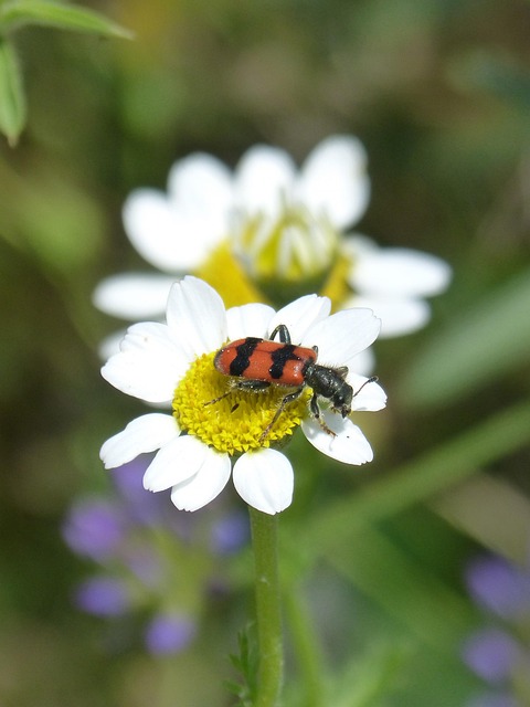 Free Trichodes Apiarius Coleoptera photo and picture