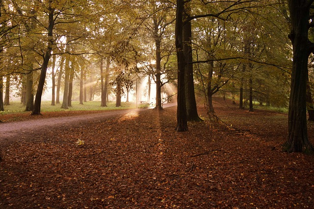 Tyskland, Efterår, Sæson, Skov, Natur
