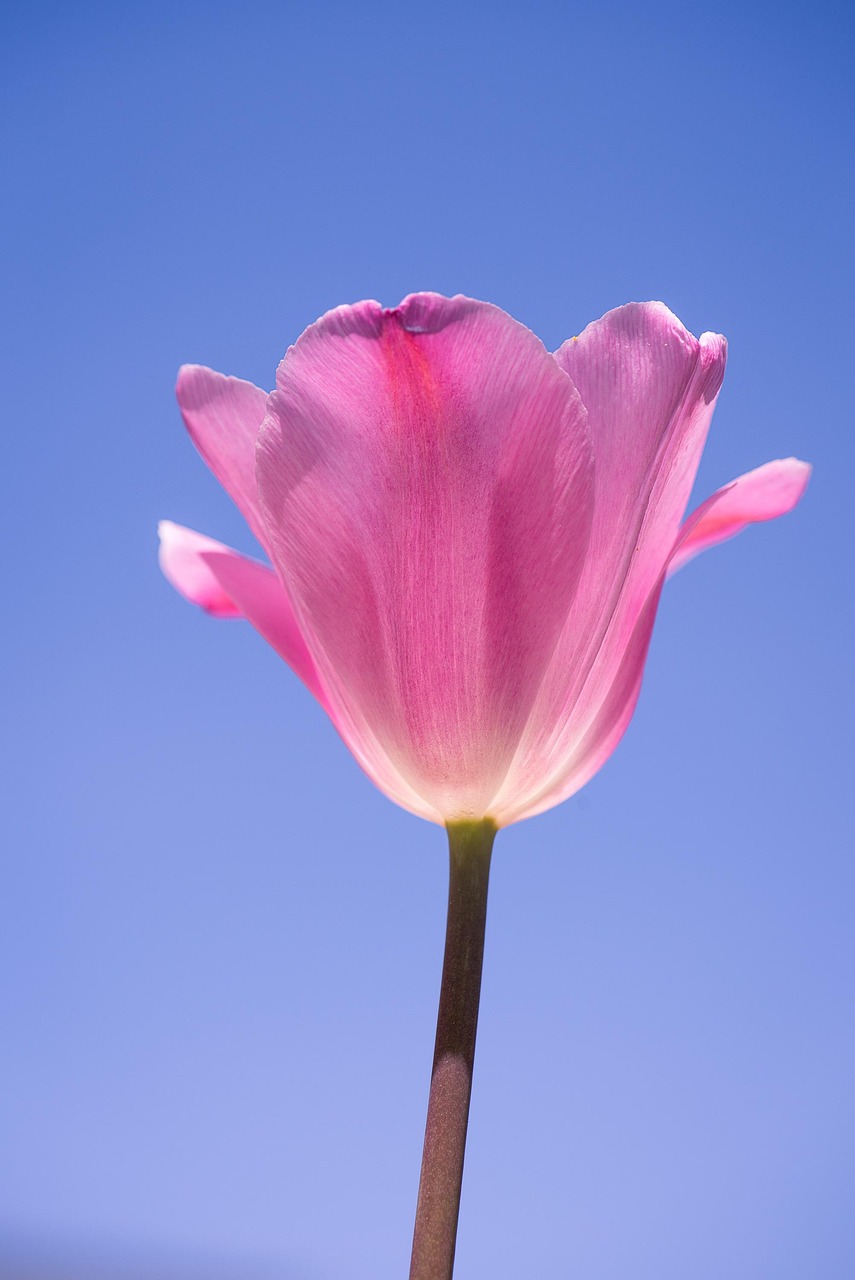 Tulip Pink Free photo on Pixabay Pixabay