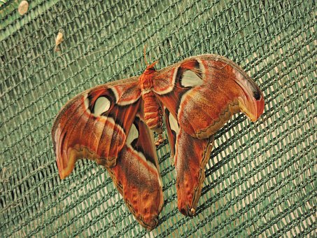 Free Butterfly A Letter photo and picture