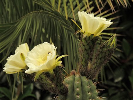 Free Flower Cactus photo and picture