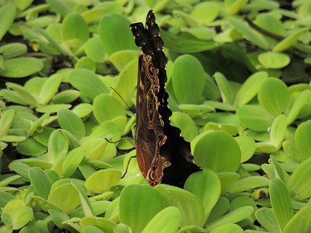 Free Butterfly A Letter photo and picture