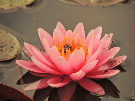 Free Water Lily Flower photo and picture