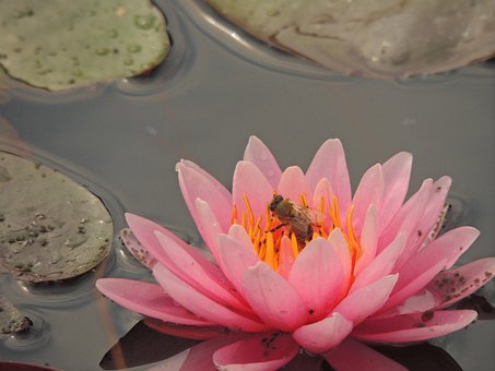 Free Water Lily Flower photo and picture