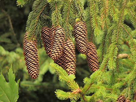 Free Cone A Tree photo and picture