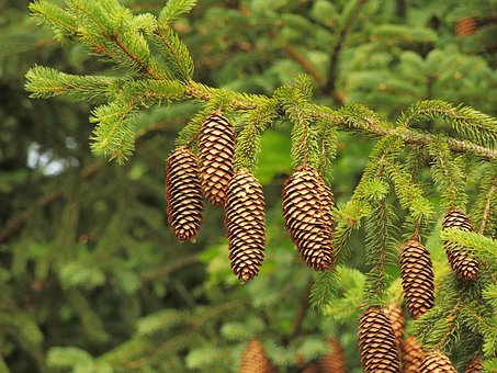 Free Cone A Tree photo and picture