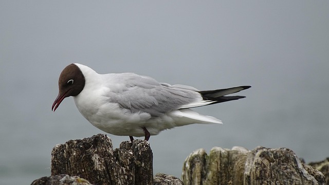Free The Baltic Sea Bird photo and picture