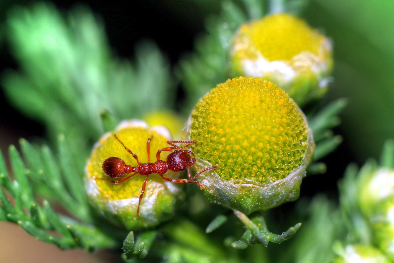 Formiga Inseto Macro - Foto gratuita no Pixabay - Pixabay