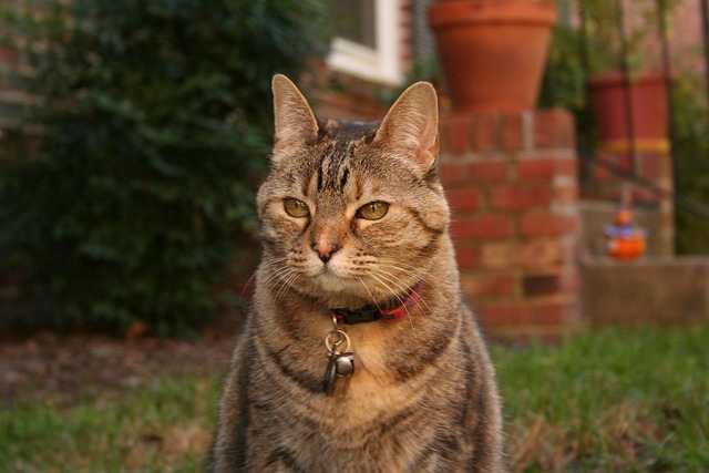 Free Cat Mammal photo and picture