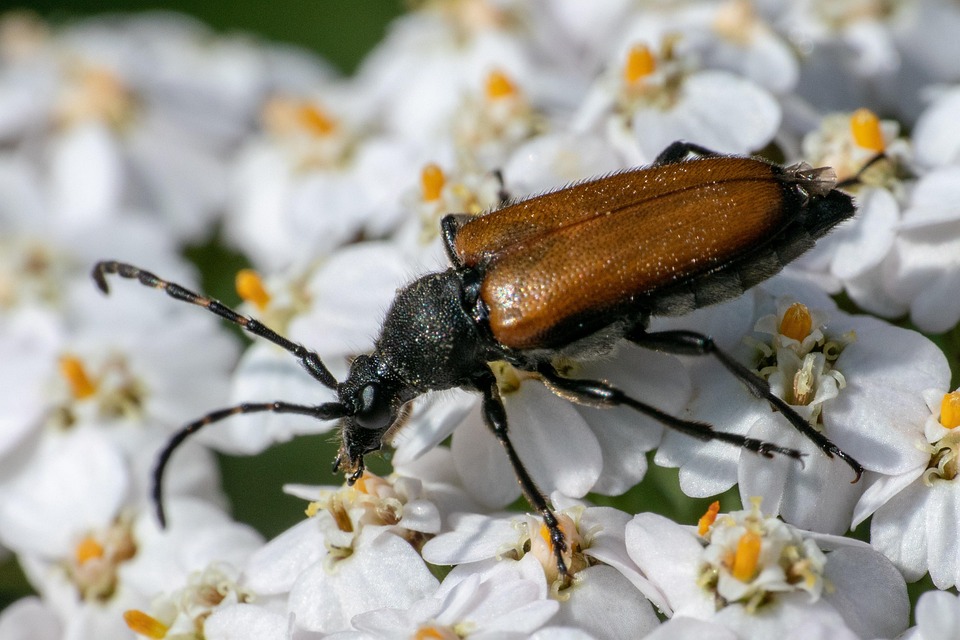 Insect Blossom Bloom - Free photo on Pixabay - Pixabay