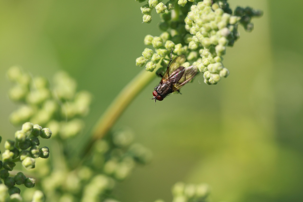 Flying Insect Hd Fly Insect Flying - Free photo on Pixabay - Pixabay