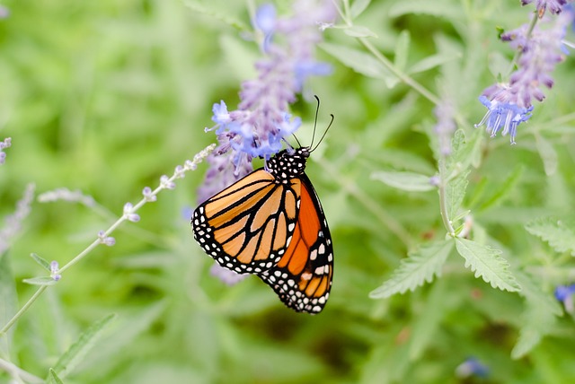 Free Butterfly Nature photo and picture