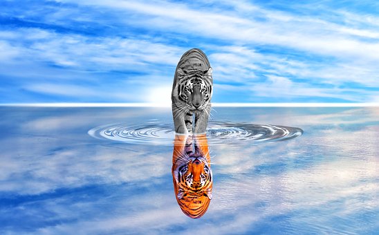 Free Reflect Tiger photo and picture