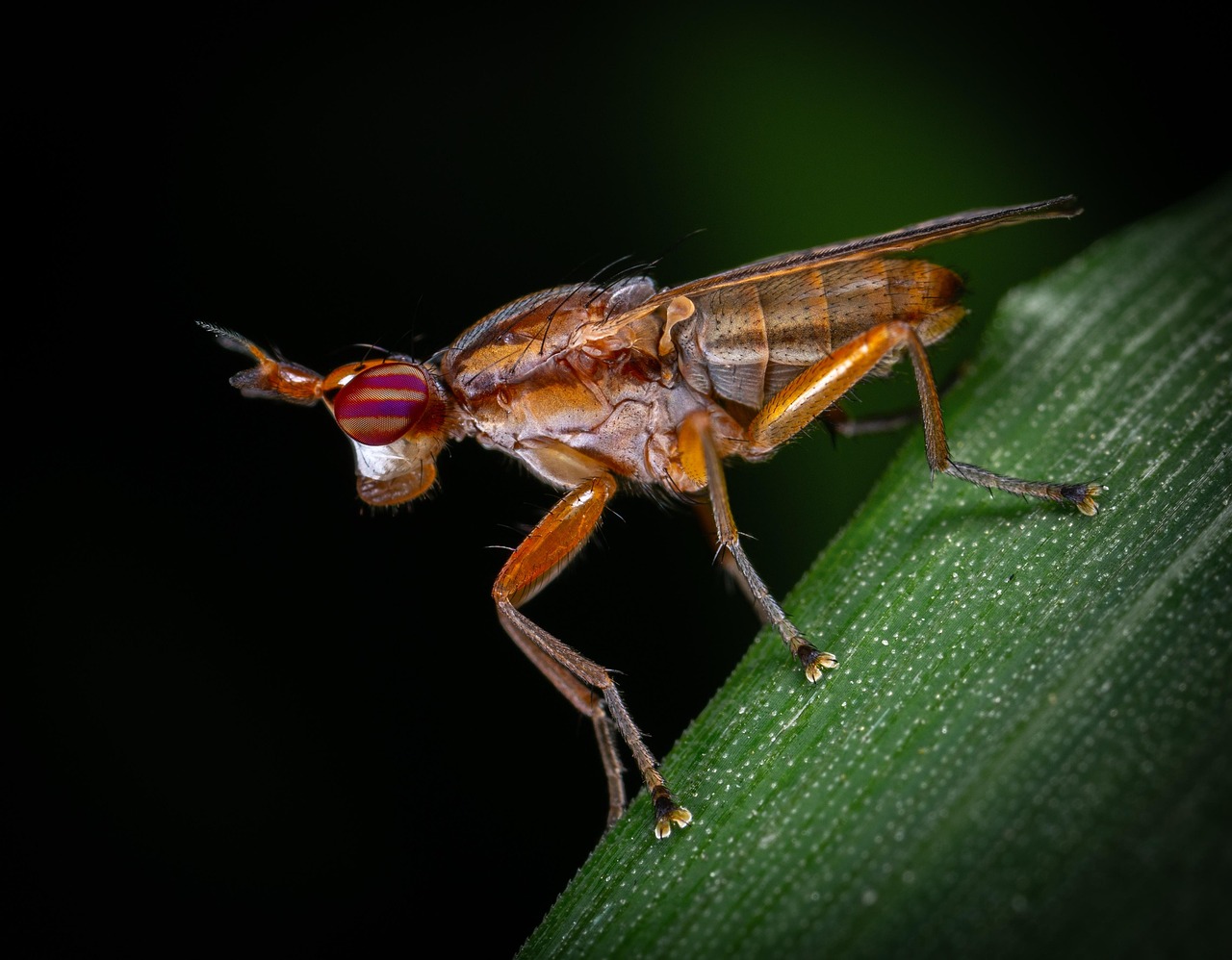 Forge Fly Insect Macro Insect Fly Blade Of - Free photo on Pixabay