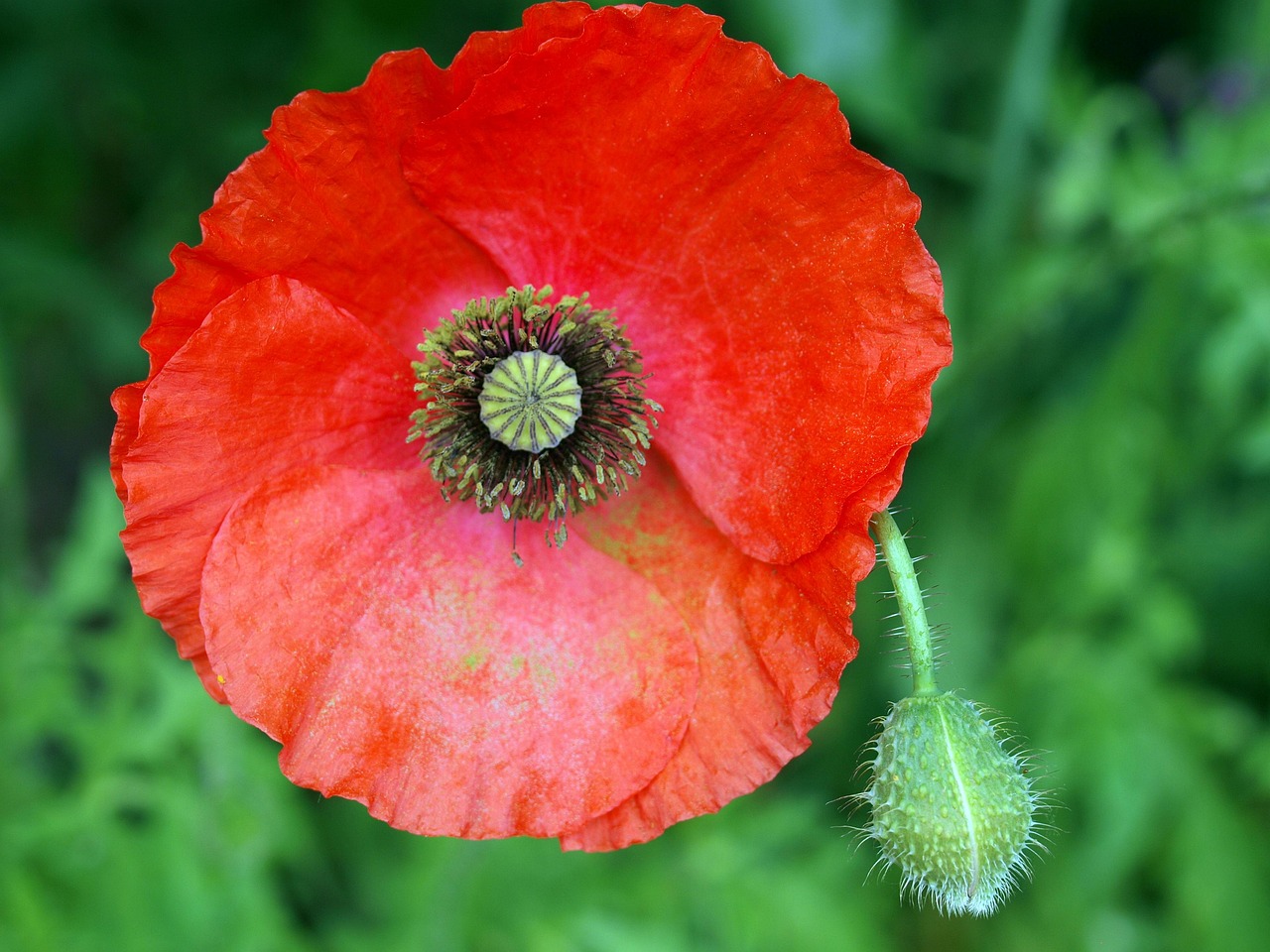 Mohn Blüte Flora - Kostenloses Foto auf Pixabay - Pixabay