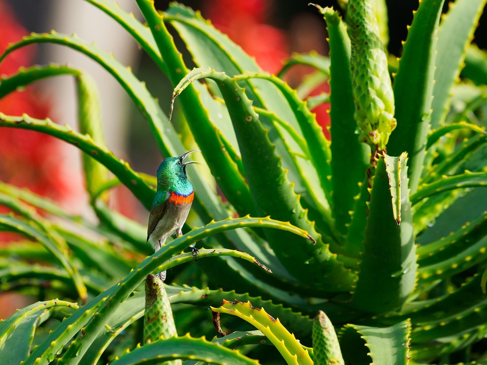 Sodra Dubbel Collared Sunbird Gratis Foto Pa Pixabay