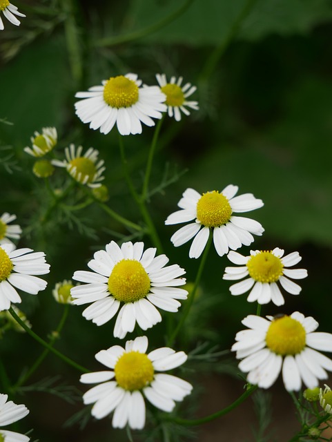Free Daisy Flower Wallpaper photo and picture