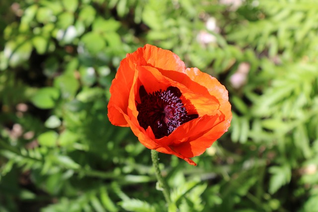 Free Red Nature photo and picture