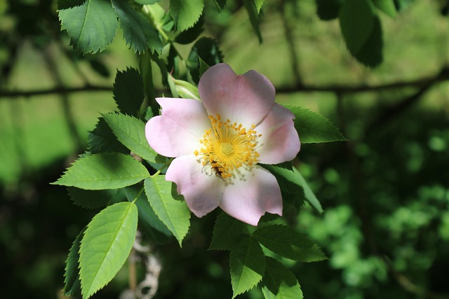 Free Dog Rose Close-Up photo and picture