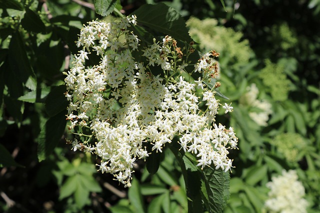 Free Elder Fläderblomma photo and picture