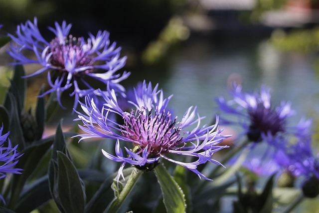 Free Flowers Nature photo and picture
