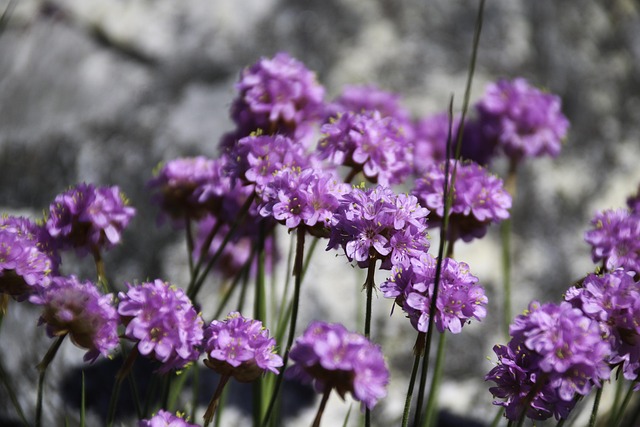 Free Strandnellik Flower photo and picture