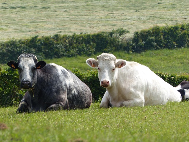 Free Cows Ruminate photo and picture