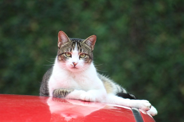 Free Animals Cats photo and picture
