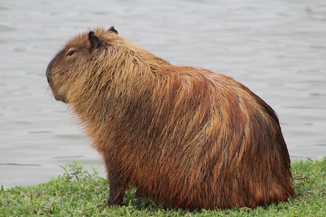 Free Nature Animal photo and picture