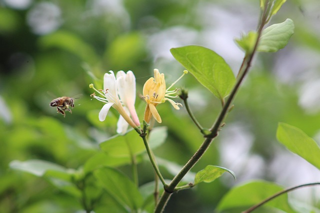 Free Bee Animal photo and picture