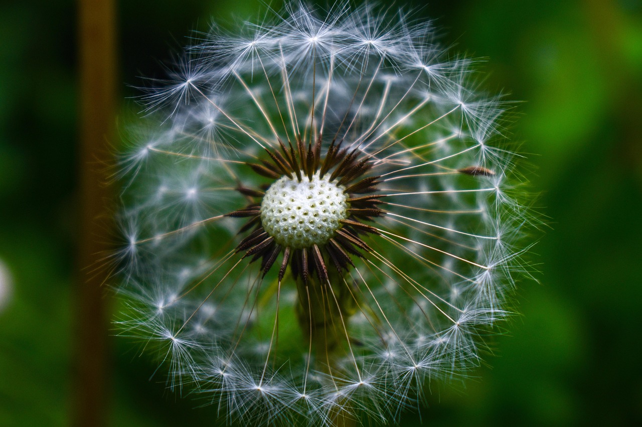 Download free HD stock image of Dandelion Close Up Free Dandelion Close Up photo and picture