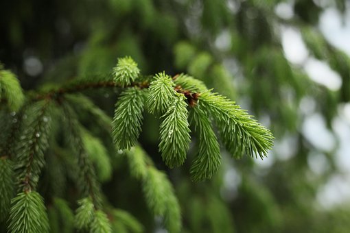 Free Spruce Rain photo and picture
