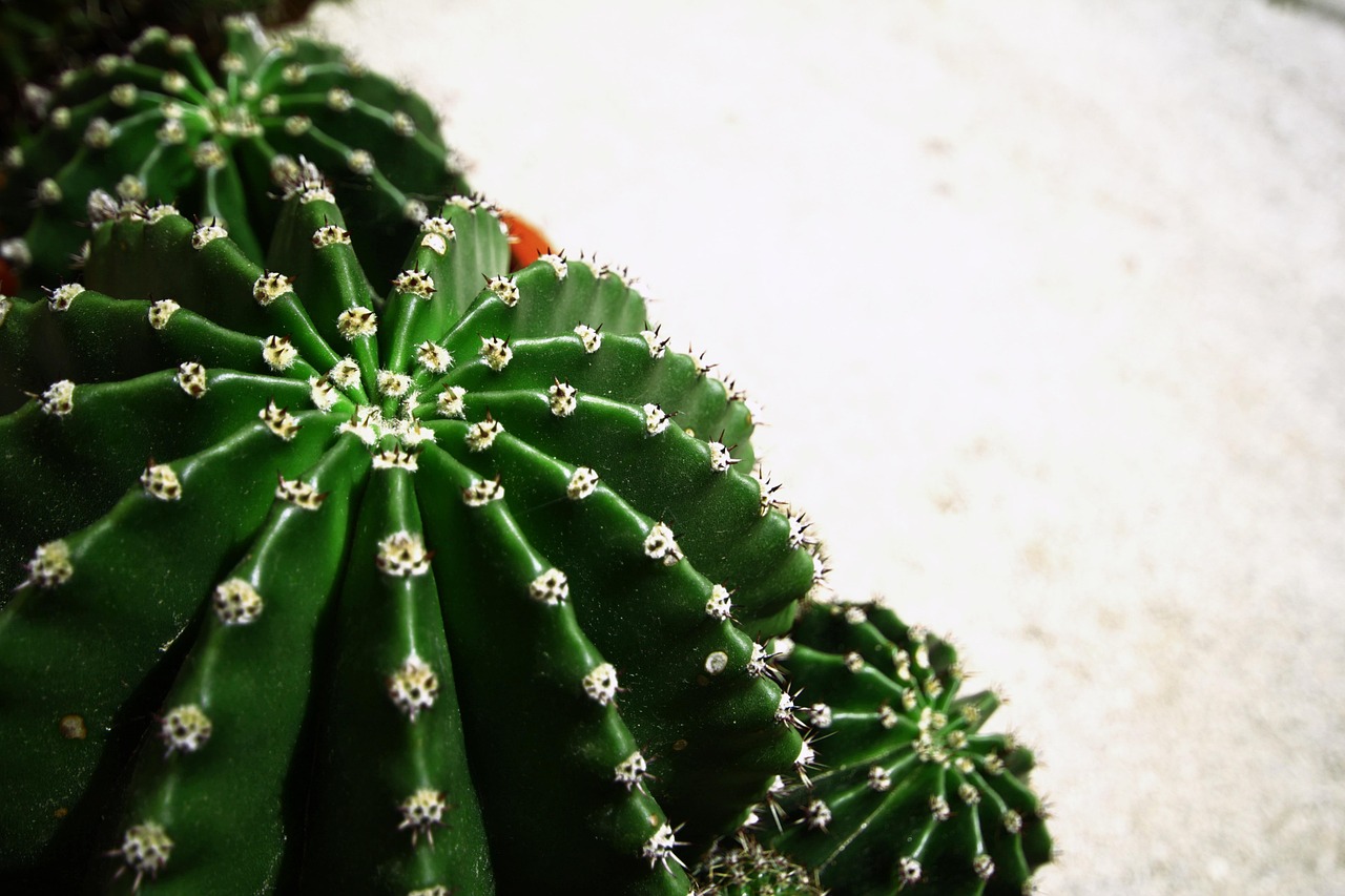 Cactus, Planta, Verde, Naturaleza